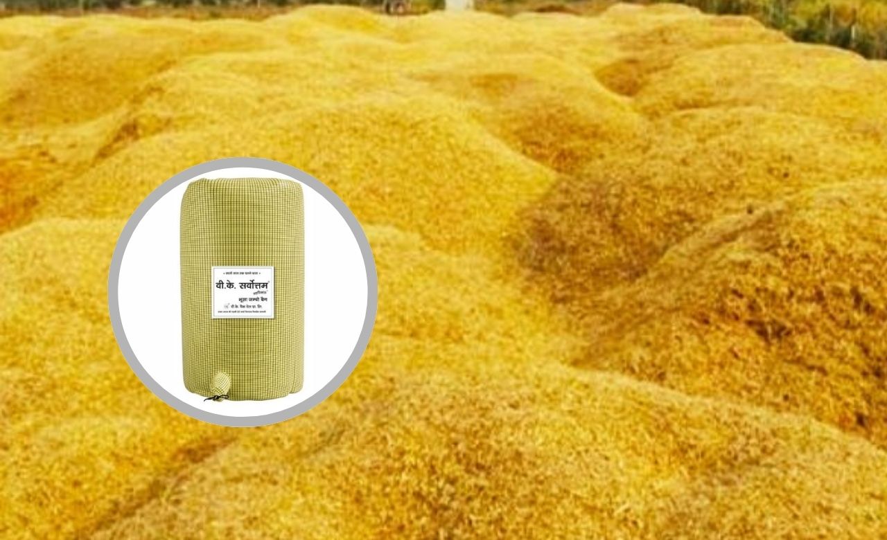 Golden harvest field