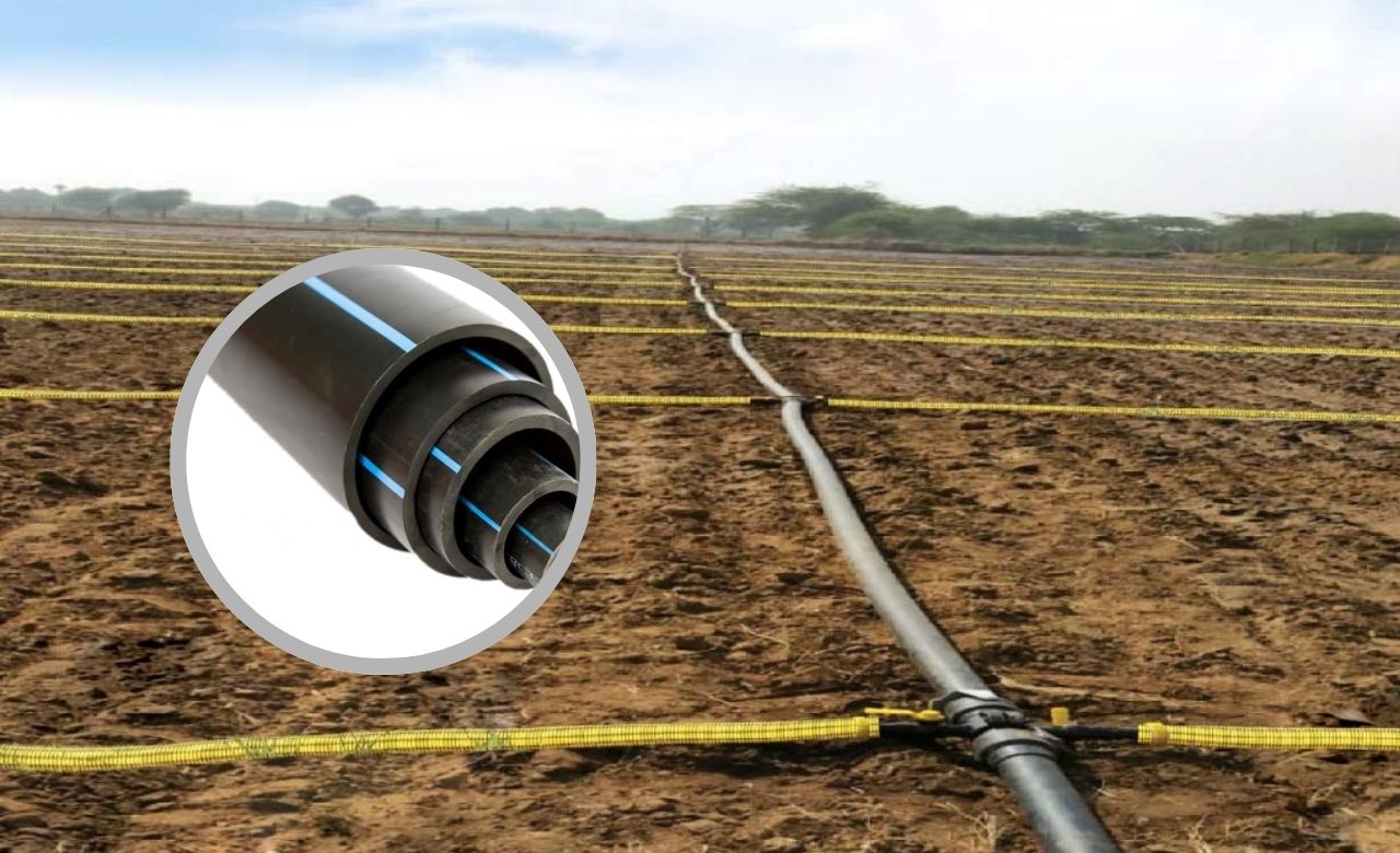 Golden harvest field